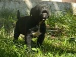 Cuccioli di cane Corso (allevamento Riconosciuto enci ed Fci) - Foto n. 9