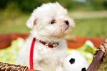 Cuccioli di Maltese