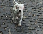 🐶 Dogo Argentino di 7 anni e 8 mesi in vendita a Belvì (NU) e in tutta Italia da privato