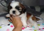 Meravigliosi Cuccioli di shih Tzu