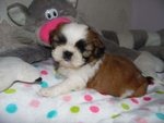 Meravigliosi Cuccioli di shih Tzu - Foto n. 2