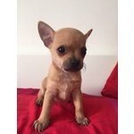 Chihuahua Toy - Foto n. 1