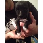 Cuccioli Amstaff - American Staffordshire Terrier - Foto n. 2