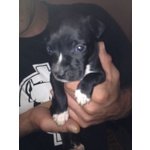 Cuccioli Amstaff - American Staffordshire Terrier - Foto n. 1