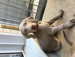 Cuccioli Weimaraner - Foto n. 2