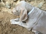 Cuccioli Weimaraner - Foto n. 3