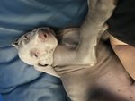 Cuccioli Weimaraner - Foto n. 5