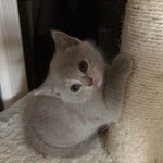 Gattini British Shorthair - Foto n. 4