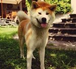 Disponibili Cuccioli di Akita Inu - Foto n. 1