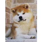 Disponibili Cuccioli di Akita Inu - Foto n. 2