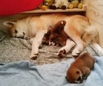 Disponibili Cuccioli di Akita Inu - Foto n. 5