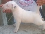 Bull Terrier