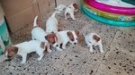 Cuccioli di jack Russel Terrier a Zampa Corta - Foto n. 1