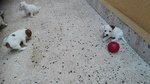 Cuccioli di jack Russel Terrier a Zampa Corta - Foto n. 2