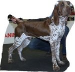 Cuccioli di Bracco Italiano - Foto n. 3