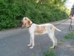 Cuccioli di Bracco Italiano - Foto n. 5