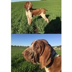 Cuccioli di Bracco Italiano