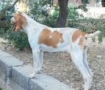 Cuccioli di Bracco Italiano - Foto n. 6