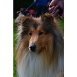 Disponibile Rough Collie Maschio per Accoppiamento