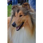 Disponibile Rough Collie Maschio per Accoppiamento - Foto n. 2