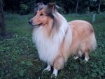 Disponibile Rough Collie Maschio per Accoppiamento - Foto n. 3