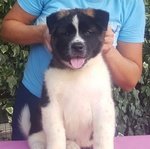 Bellissimi Cuccioli di Akita Americano - Foto n. 1