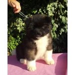 Bellissimi Cuccioli di Akita Americano - Foto n. 4