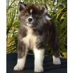 Vendo Akita inu - Maschi e Femmine alta Genealogia