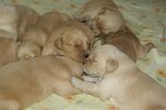 Vendita Cuccioli di Golden Retriever