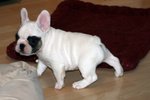 Cuccioli di Bulldog Francese - Foto n. 2