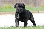 Cucciole cane Corso Italiano - Foto n. 1