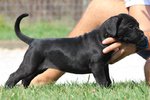 Cucciole cane Corso Italiano - Foto n. 3