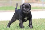 Cucciole cane Corso Italiano - Foto n. 4