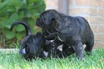 Cucciole cane Corso Italiano - Foto n. 6