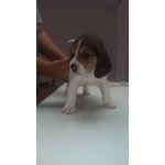 Cuccioli di Beagle