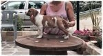 Ultimi due Cuccioli di American Staffordshire Terrier - Foto n. 4