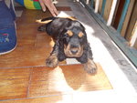 Cocker Spaniel Cucciolo