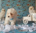Maltese Maschio vero toy nato in casa Spettacolare Cucciolo da Vedere - Foto n. 1