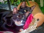 Due Gattini di 4 mesi nero e Nerobianco Coccoloni