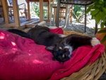 Due Gattini di 4 mesi nero e Nerobianco Coccoloni - Foto n. 2