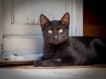 Due Gattini di 4 mesi nero e Nerobianco Coccoloni - Foto n. 4