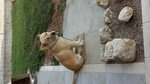 🐶 Labrador femmina in adozione a Fontanafredda (PN) e in tutta Italia da privato