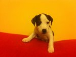 Disponibile Cucciolo jack Russel Stupendo da Meta' Giugno - Foto n. 1