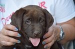 Labrador Cioccolato Fegato