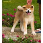 Akita inu Cucciolo Pedigree