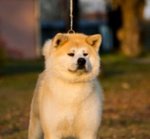 Akita inu Cucciolo Pedigree - Foto n. 3