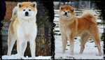 Akita inu Cucciolo Pedigree - Foto n. 4