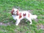 🐶 Cavalier King maschio di 9 anni e 8 mesi in accoppiamento a Vattaro (TN) e in tutta Italia da privato