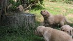 Splendide Cucciole Golden Retriever Femmine a Como - Foto n. 2