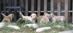 Splendide Cucciole Golden Retriever Femmine a Como - Foto n. 4